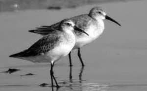 Observing Curlew Sandpipers in Their Natural Habitat - A Guide to Tread Lightly in Avian Sanctuaries!