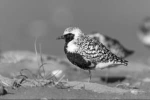 Patience and panache Unlocking the secrets to stunning Black-Bellied Plover photography in Tanzania