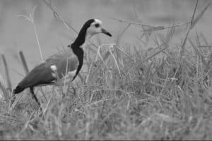 Preserving the Long-Toed Lapwing's home, protecting Tanzania's biodiversity.