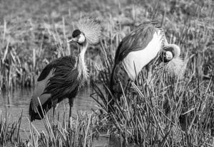 Protecting Tanzania's cranes from threats is essential for their survival - let's all join the conservation effort!