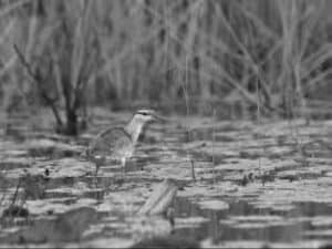 Ripples in Harmony - Unveiling Threats and Conservation Symphony for Lesser Jacanas in Tanzania!