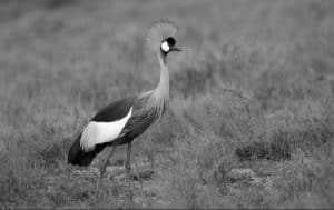 Save the Endagered Gray Crowned Cranes in Tz from Extinction