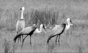 See wattled cranes in Tanzania at their best!