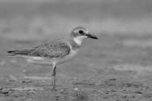 Sifting Through the Sands - A Close Look at the Research and Conservation Strategies for Tanzania's Greater Sand-Plover