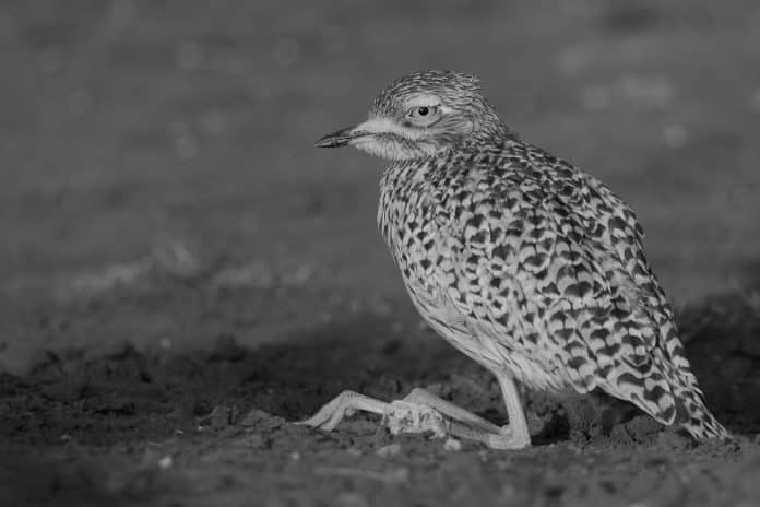 Spotted Thick-Knee in Tanzania - Camouflaged Hunters of Wetland Shores