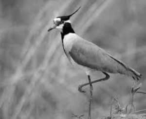 Spread the Wingspan! Let Tanzania's Lapwings Soar Protect Their Wetland Homes