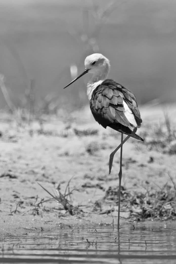 Stilts and Avocets in Tanzania - Graceful Waders of Tanzania's Waterscapes