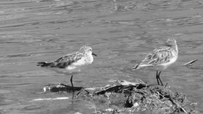 Tanzania's Shoreline Symphony - Sandpipers and Their Allies in Their Natural Habitat