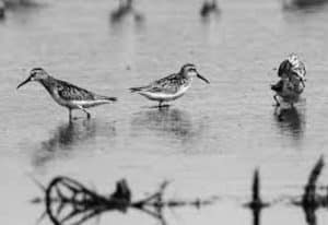 The Broad-Billed Sandpiper! Fleeting Moments and Lasting Impressions Concluding the Journey with Reverence!