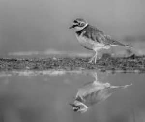 The Charmed Territories - Habitat and Distribution of the Little Ringed Plover in Tanzania