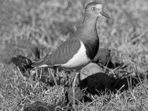 The Complete Guide to Tanzania's Black-Winged Lapwings