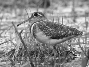 The Intriguing Tales and Quirks of the Greater Painted-Snipe - Tanzania's Avian Enigma!