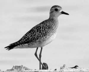 The fight for the Pacific Golden-Plover's Tanzanian stopover.