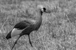 The majestic Gray Crowned-Crane a symbol of Tanzania's cultural significance and a species in need of conservation.