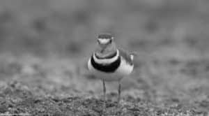 Three-Banded Plover Sprinting Striped for Sand, Built for Speed