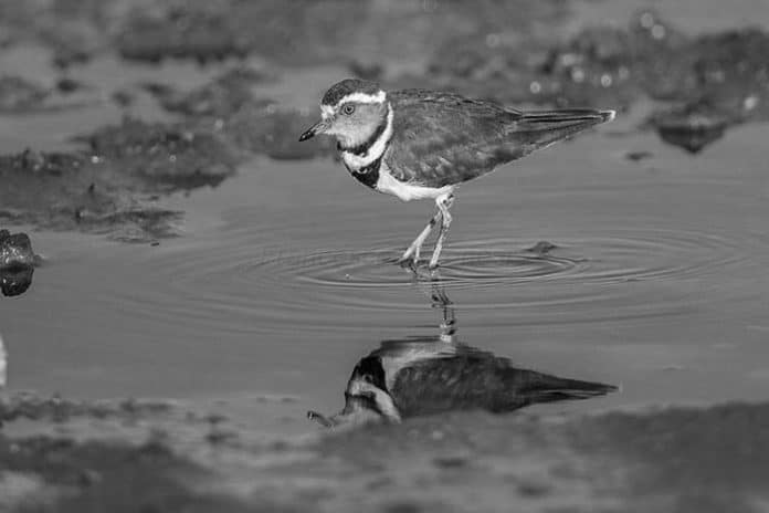 Three-Banded Plover in Tanzania - Tanzanian Plovers with a Trio of Bands
