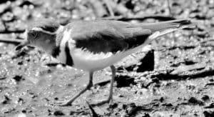 Three-Banded Plover's Connection to the TZ Coastal Food Web