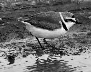 Top Locations to Catch a Glimpse of the Charming Kentish Plover.