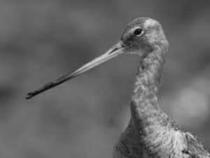 Tracking the Enigmatic Journey of Black-Tailed Godwits in Tanzania – A Scientific Saga in Tanzanian Skies!