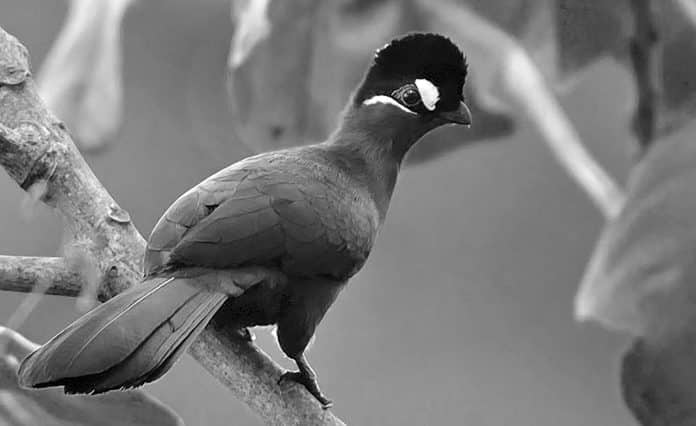Turacos of Tanzania - A Journey into the Land of the Living Rainbows