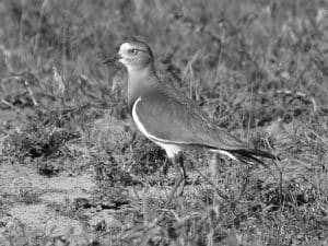 Understanding the Importance of Protecting Tanzania's Black-Winged Lapwings