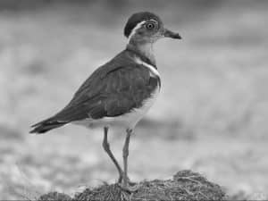 Understanding the Vital Role of Forbes's Plovers in Tanzania's Coastal Ecosystem