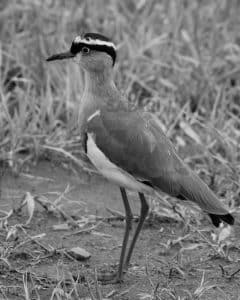 Unlock the secrets to stunning Plover and Lapwing photography in Tanzania, from sunrises to moonlit meadows.