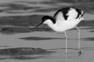 Up, up, and afloat! Tanzania's Pied Avocet takes flight on wings of wonder