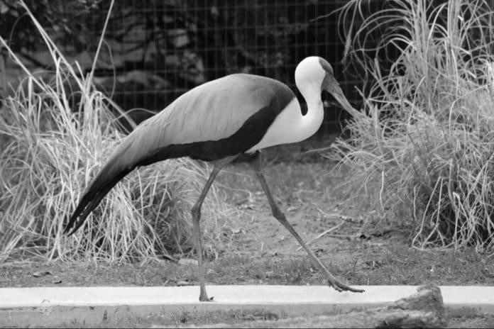 Wattled Crane in Tanzania - The Grandeurs of Tanzanian Wetlands