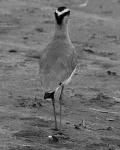 Why Saving Tanzania's Lapwings Matters More Than Ever