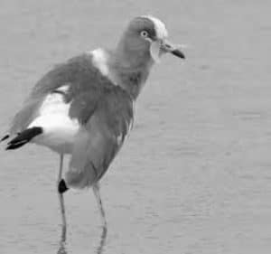 Why the White-Headed Lapwing Rules Tanzania's Skies