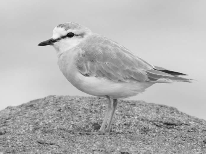 Wildlife Wonders - White-fronted Plovers in the Heart of Tanzania
