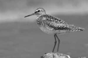 Winged Whimsy The Untamed Beauty of Sandpipers and Their Allies!