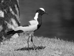 Your guide to spotting the Blacksmith Lapwing in Tanzania, a birding adventure for the soul.