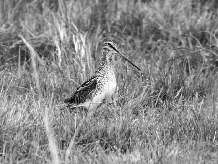 African Snipe Stories - Tales from the Wetlands of Tanzania