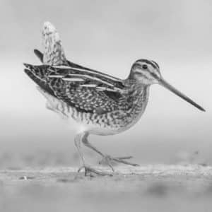 Capture the Moment Pro Tips for Observing and Photographing the Great Snipe