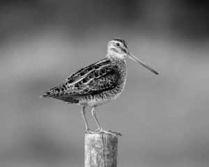 Celebrating the Majesty - Reflecting on the Great Snipe's Presence in Tanzania