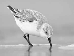 Concluding the Symphony - The Ethereal Magic of Witnessing Sanderlings in Tanzania's Coastal Poems!
