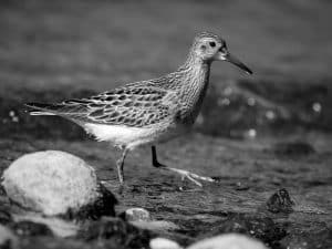 Diving into Conservation Endeavors Safeguarding the Little Stint in Tanzania!