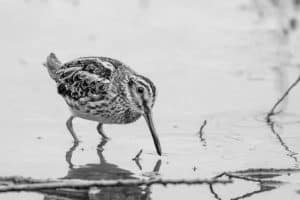 Feathers United In Conservation Efforts Dedicated to Pectoral Sandpipers in Tanzania!