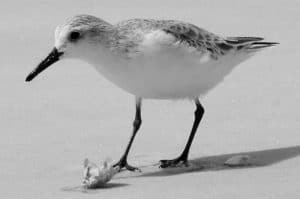 Feathers on a Mission - Chronicles of Conservation, Guardian Angels for Sanderlings in Tanzania!