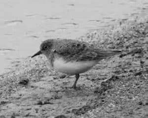 From Tundra to Tanzania - Cracking the Code of Temminck’s Stint Migration!