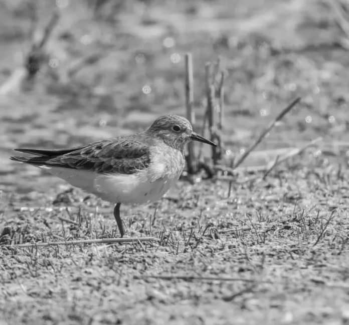 From the Serengeti to Kilimanjaro - Unveiling the Secrets of Temminck’s Stint in Tanzania