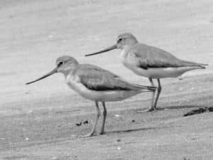 Guardians of the Mudflats - Conservation Initiatives for Terek Sandpipers in Tanzania
