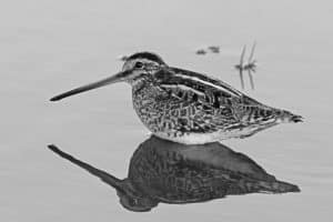 In Pursuit of Rarity - Tracking the Jack Snipe in Tanzania