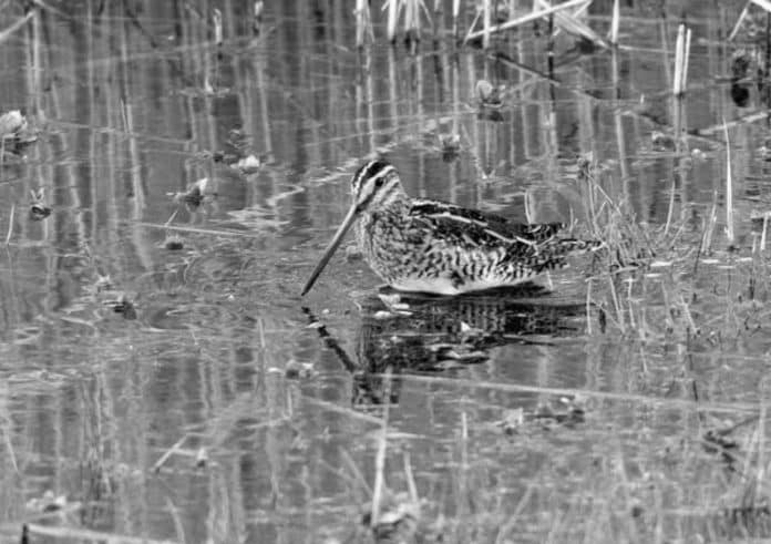 In the Footsteps of the Elusive Jack Snipe - A Wildlife Adventure in Tanzania