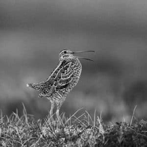 Journey to the Heartland Exploring the Habitat of the Great Snipe in Tanzania