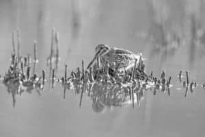 Navigating the Tanzanian Wilderness - The Quest for the Jack Snipe