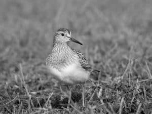 Nesting Marvels Delving into the Intricate Reproduction and Nesting Behaviors of Pectoral Sandpipers!