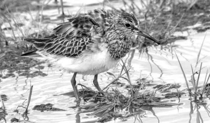 Pectoral Sandpipers in Tanzania - Masters of Camouflage in Their Natural Habitat